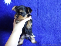 Недорого продам щенков йоркширский терьер - <ro>Изображение</ro><ru>Изображение</ru> #3, <ru>Объявление</ru> #1249943