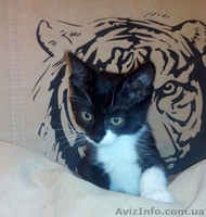 Отдам котёнка в добрые, заботливые руки! - <ro>Изображение</ro><ru>Изображение</ru> #3, <ru>Объявление</ru> #1294655