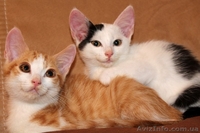 Отдам котёнка в добрые, заботливые руки! - <ro>Изображение</ro><ru>Изображение</ru> #4, <ru>Объявление</ru> #1294655