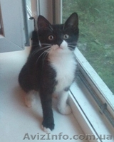 Отдам котёнка в добрые, заботливые руки! - <ro>Изображение</ro><ru>Изображение</ru> #5, <ru>Объявление</ru> #1294655