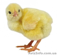 Услуги инкубатора круглый год     - <ro>Изображение</ro><ru>Изображение</ru> #1, <ru>Объявление</ru> #1281870