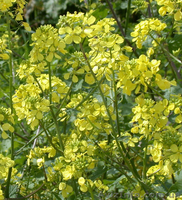 Сидерати: гірчиця, редька олійна, вика яра, вика озима, люпин, фацелія - <ro>Изображение</ro><ru>Изображение</ru> #1, <ru>Объявление</ru> #1333438