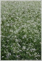 Сидерати: гірчиця, редька олійна, вика яра, вика озима, люпин, фацелія - <ro>Изображение</ro><ru>Изображение</ru> #2, <ru>Объявление</ru> #1333438