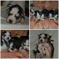 Детеныши сибирской хаски подросли и ищут хозяев ! - <ro>Изображение</ro><ru>Изображение</ru> #1, <ru>Объявление</ru> #1349643