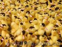 Продам птицу в  Харьковской, Сумской, Полтавской, Черниговской обл - <ro>Изображение</ro><ru>Изображение</ru> #3, <ru>Объявление</ru> #1345710