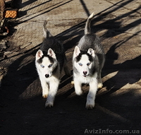 Щенки сибирский хаски КСУ. - <ro>Изображение</ro><ru>Изображение</ru> #4, <ru>Объявление</ru> #816861