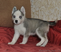 Щенки сибирский хаски КСУ. - <ro>Изображение</ro><ru>Изображение</ru> #3, <ru>Объявление</ru> #816861