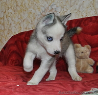 Щенки сибирский хаски - <ro>Изображение</ro><ru>Изображение</ru> #5, <ru>Объявление</ru> #816859