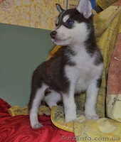 Щенки сибирский хаски - <ro>Изображение</ro><ru>Изображение</ru> #3, <ru>Объявление</ru> #816859