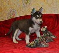 Щенки сибирский хаски - <ro>Изображение</ro><ru>Изображение</ru> #4, <ru>Объявление</ru> #816859