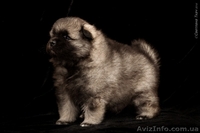 Щенки кеесхонд-вольфшпиц - <ro>Изображение</ro><ru>Изображение</ru> #3, <ru>Объявление</ru> #1381868