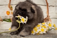 Щенки кеесхонд-вольфшпиц - <ro>Изображение</ro><ru>Изображение</ru> #1, <ru>Объявление</ru> #1381868