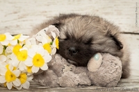 Щенки кеесхонд-вольфшпиц - <ro>Изображение</ro><ru>Изображение</ru> #2, <ru>Объявление</ru> #1381868