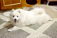 Щенки Японский шпиц - <ro>Изображение</ro><ru>Изображение</ru> #1, <ru>Объявление</ru> #1474016