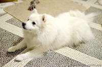 Щенки Японский шпиц - <ro>Изображение</ro><ru>Изображение</ru> #2, <ru>Объявление</ru> #1474016