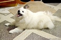 Щенки Японский шпиц - <ro>Изображение</ro><ru>Изображение</ru> #3, <ru>Объявление</ru> #1474016