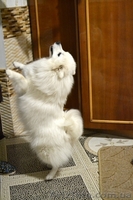 Щенки Японский шпиц - <ro>Изображение</ro><ru>Изображение</ru> #4, <ru>Объявление</ru> #1474016