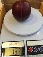 Питомник саженцев; персик, нектарин, слива, яблоня, черешня. - <ro>Изображение</ro><ru>Изображение</ru> #2, <ru>Объявление</ru> #1494720