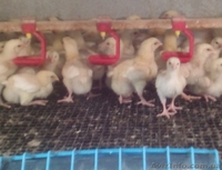 Цыплята бройлера КОББ 500  - <ro>Изображение</ro><ru>Изображение</ru> #2, <ru>Объявление</ru> #1242168
