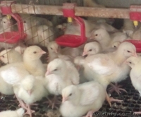 Суточные цыплята бройлера КОББ 500 - <ro>Изображение</ro><ru>Изображение</ru> #3, <ru>Объявление</ru> #1335221