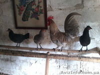 Продам декоративные куры - <ro>Изображение</ro><ru>Изображение</ru> #4, <ru>Объявление</ru> #1508838