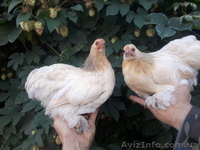 Продам декоративные куры - <ro>Изображение</ro><ru>Изображение</ru> #1, <ru>Объявление</ru> #1508838