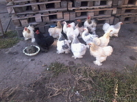 Продам декоративные куры - <ro>Изображение</ro><ru>Изображение</ru> #8, <ru>Объявление</ru> #1508838