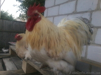 Продам декоративные куры - <ro>Изображение</ro><ru>Изображение</ru> #5, <ru>Объявление</ru> #1508838
