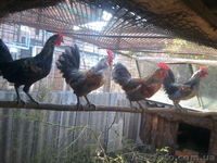Продам декоративные куры - <ro>Изображение</ro><ru>Изображение</ru> #6, <ru>Объявление</ru> #1508838