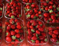 Картонный ящик под клубнику,малину,черешню,персик,виноград - <ro>Изображение</ro><ru>Изображение</ru> #4, <ru>Объявление</ru> #1538530