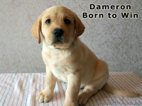 Кобель Лабрадор ретривер, Dameron питомника Born to Win - <ro>Изображение</ro><ru>Изображение</ru> #1, <ru>Объявление</ru> #1542949