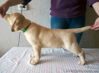 Кобель Лабрадор ретривер, Dameron питомника Born to Win - <ro>Изображение</ro><ru>Изображение</ru> #3, <ru>Объявление</ru> #1542949