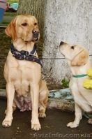 Кобель Лабрадор ретривер, Dameron питомника Born to Win - <ro>Изображение</ro><ru>Изображение</ru> #4, <ru>Объявление</ru> #1542949