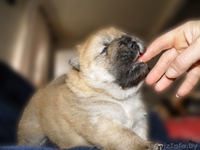 Щенки чау-чау КСУ - <ro>Изображение</ro><ru>Изображение</ru> #3, <ru>Объявление</ru> #1540994