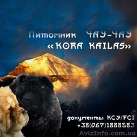 Щенки чау-чау КСУ - <ro>Изображение</ro><ru>Изображение</ru> #1, <ru>Объявление</ru> #1540994