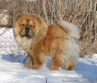 Щенки чау-чау КСУ - <ro>Изображение</ro><ru>Изображение</ru> #2, <ru>Объявление</ru> #1540994