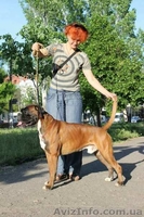 Щенки боксера - <ro>Изображение</ro><ru>Изображение</ru> #1, <ru>Объявление</ru> #1587381