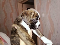 Щенки боксера - <ro>Изображение</ro><ru>Изображение</ru> #2, <ru>Объявление</ru> #1587381