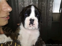 Щенки боксера - <ro>Изображение</ro><ru>Изображение</ru> #3, <ru>Объявление</ru> #1587381