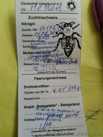 Продам матки Бакфаст і Карніка  - <ro>Изображение</ro><ru>Изображение</ru> #2, <ru>Объявление</ru> #1601236