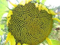 Продаются семена подсолнечника и кукурузы - <ro>Изображение</ro><ru>Изображение</ru> #2, <ru>Объявление</ru> #1677700