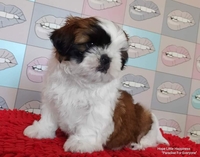 Щенки ши-тцу - <ro>Изображение</ro><ru>Изображение</ru> #1, <ru>Объявление</ru> #1681645