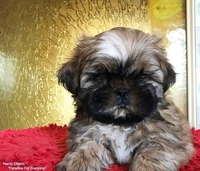 Щенки ши-тцу - <ro>Изображение</ro><ru>Изображение</ru> #2, <ru>Объявление</ru> #1681645