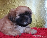 Щенки ши-тцу - <ro>Изображение</ro><ru>Изображение</ru> #3, <ru>Объявление</ru> #1681645