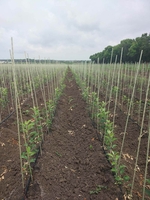  Производим Опоры и колышки  для растений из композитных материалов Polyarm. - <ro>Изображение</ro><ru>Изображение</ru> #4, <ru>Объявление</ru> #1705417