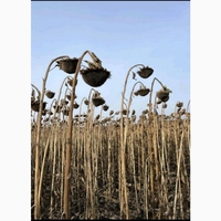 насіння соняшнику Рекольд. під Гранстар. Надстійкий до посухи - <ro>Изображение</ro><ru>Изображение</ru> #3, <ru>Объявление</ru> #1743097