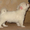 Продам щенка чихуахуа - <ro>Изображение</ro><ru>Изображение</ru> #1, <ru>Объявление</ru> #19201