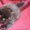 продаются персидские экстремальные котята - <ro>Изображение</ro><ru>Изображение</ru> #3, <ru>Объявление</ru> #49761