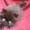 продаются персидские экстремальные котята - <ro>Изображение</ro><ru>Изображение</ru> #4, <ru>Объявление</ru> #49761