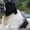 Вязки. Бело-черный кобель ньюфаундленда  #158096